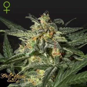 White Widow Auto - Green House