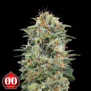 White Widow CBD - 00 Seeds