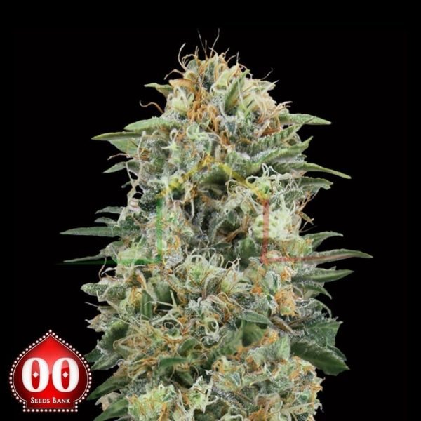 White Widow CBD - 00 Seeds