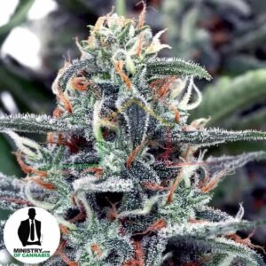 WHITE WIDOW DE MINISTRY OF CANNABIS