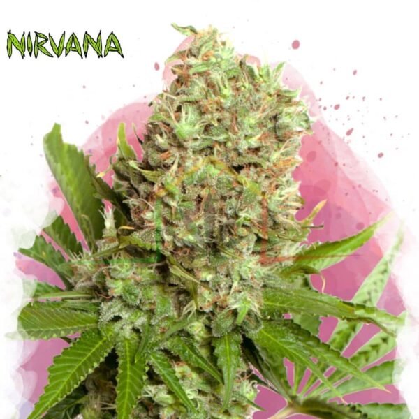 White Widow Auto - Nirvana