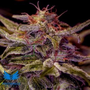 Z Valley - Positronics Seeds