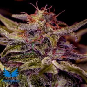 Z Valley - Positronics Seeds