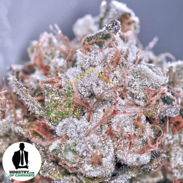 ZENSATION DE MINISTRY OF CANNABIS