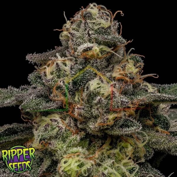 Zombie Bride - Ripper Seeds