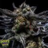 Zombie Kush - Ripper Seeds