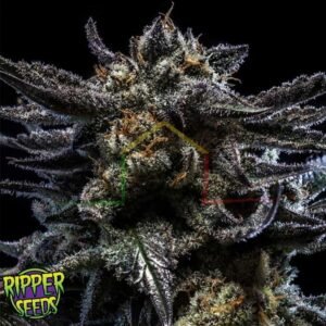 Zombie Kush - Ripper Seeds