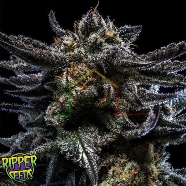 Zombie Kush - Ripper Seeds
