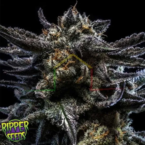 Zombie Kush - Ripper Seeds