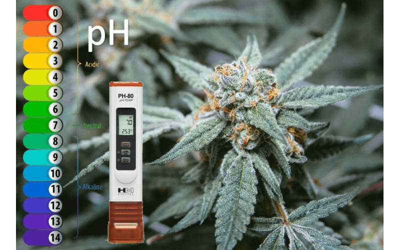 The pH in cannabis crops