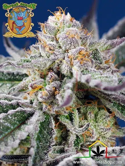 Orange Apricot Glue XL Auto
