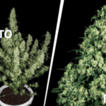 Diferencias entre plantas de marihuana feminizadas y autoflorecientes