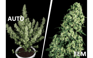 Diferencias entre plantas de marihuana feminizadas y autoflorecientes