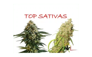 Les 10 meilleures variétés de sativa