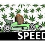 semillas de marihuana feminizadas