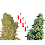 Top 10 semillas de marihuana feminizada baratas al mejor precio