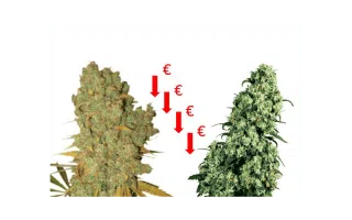 Top 10 semillas de marihuana feminizada baratas al mejor precio
