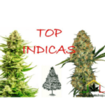 Top 10 mejores variedades de marihuana Indica - Cultivo de cannabis