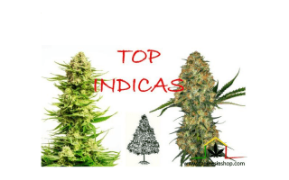 Top 10 mejores variedades de marihuana Indica - Cultivo de cannabis