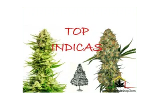 Top 10 mejores variedades de marihuana Indica - Cultivo de cannabis