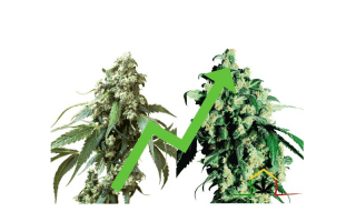 Las 10 semillas de marihuana feminizadas más vendidas