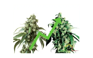 Las 10 semillas de marihuana feminizadas más vendidas