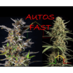 variedades de marihuana autoflorecientes