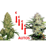 semillas de marihuana autoflorecientes