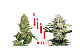 graines de cannabis à autofloraison moins chéres