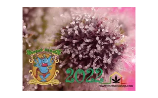 Novedades Sweet Seeds