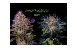 Nouveautés Positronics Seeds 2022