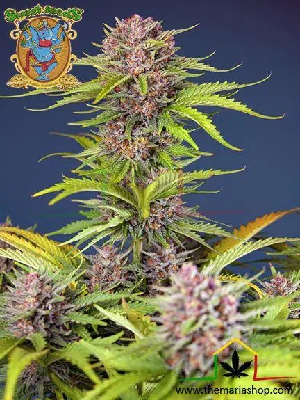 Mimosa bruce banner XL auto