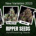New autoflowering seeds by Ripper seeds