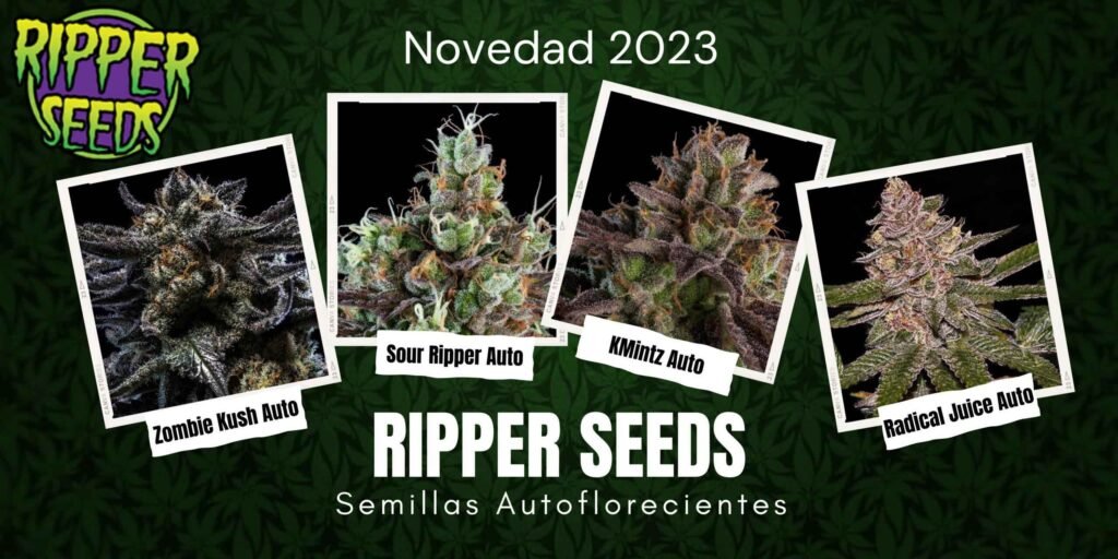 Nuevas semillas autoflorecientes Ripper Seeds