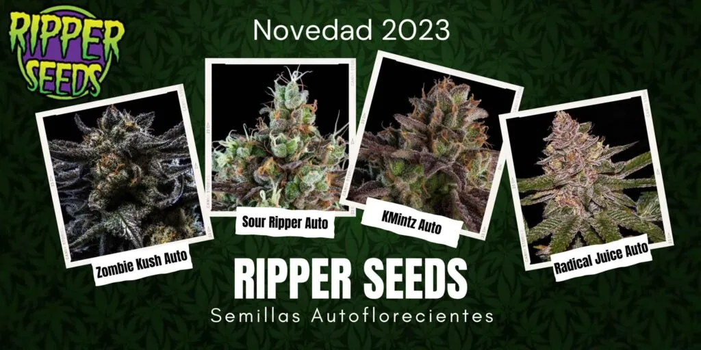 Nuevas semillas autoflorecientes Ripper Seeds