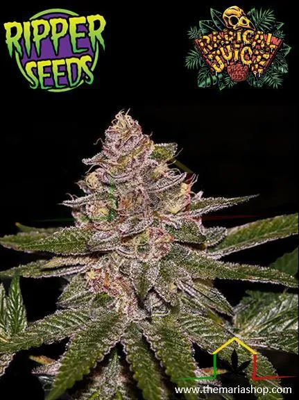 Radical Juice Auto de Ripper Seeds