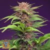 Red Mimosa XL Auto - Sweet Seeds