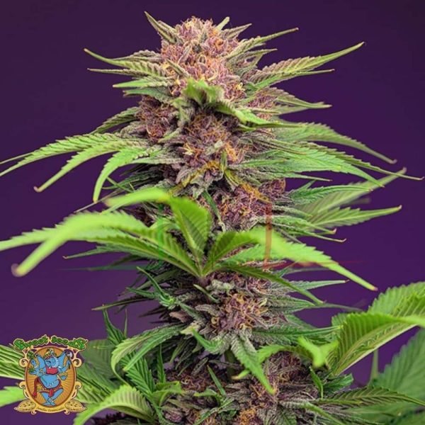 Red Mimosa XL Auto - Sweet Seeds