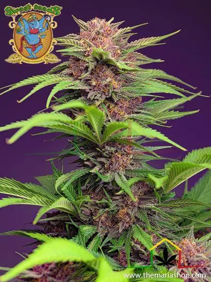 Red mimosa XL auto by Sweet Seeds