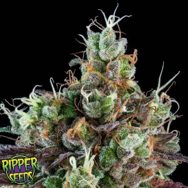 Sour Ripper Auto - Ripper Seeds