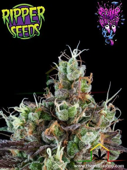 Sour Ripper Auto - Ripper Seeds