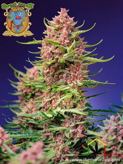 Strawberry cola sherbet fast version