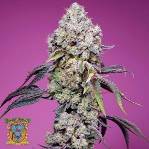 Sweet Mandarine Zkittlez F1 FV - Sweet Seeds