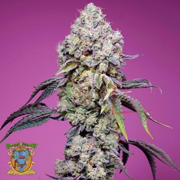 Sweet Mandarine Zkittlez F1 FV - Sweet Seeds
