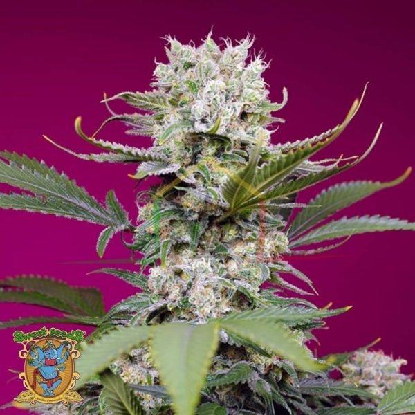 Sweet Mandarine Zkittlez XL Auto - Sweet Seeds