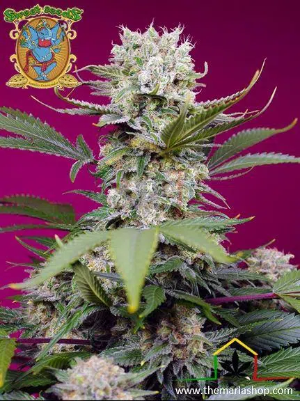 Sweet mandarine Zkittlez XL auto