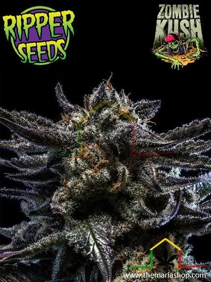 Zombie kush auto