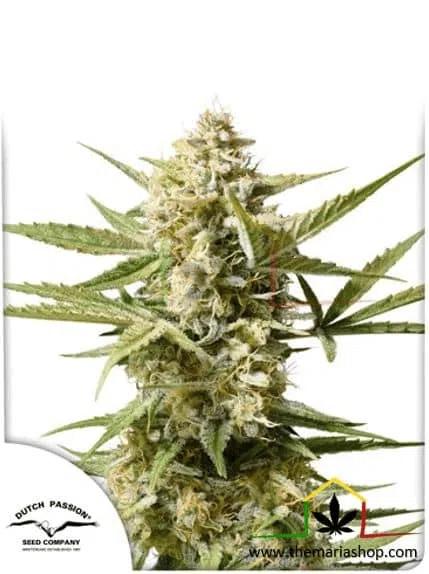 Auto Cinderella Jack - Dutch Passion