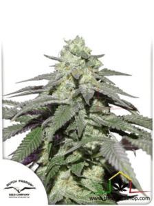 Auto Skywalker Haze - Dutch Passion / autoflowering seeds more THC