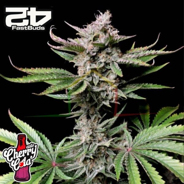 Cherry Cola Auto - Fast Buds